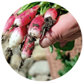 Hands sustainable turnips. Promote restaurant Instagram