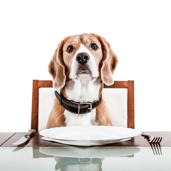 fidelización de clientes en restaurantes dog friendly. Foto de perro sentado a la mesa esperando con plato y cubiertos
